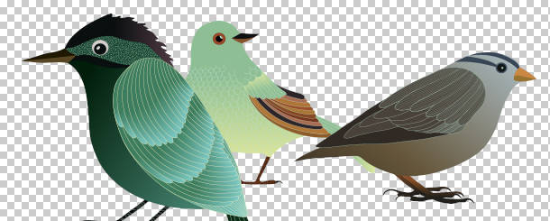 oiseau format d'image png